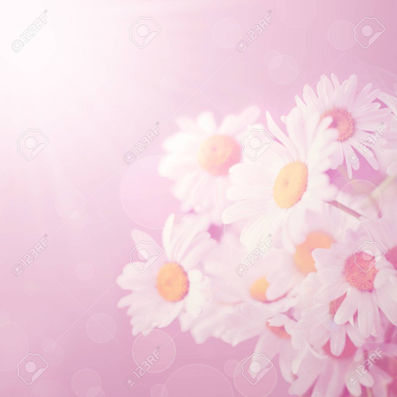 Detail Soft Background Flower Nomer 54
