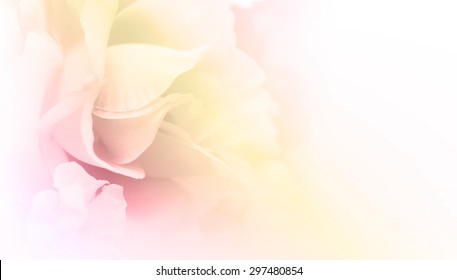 Detail Soft Background Flower Nomer 7