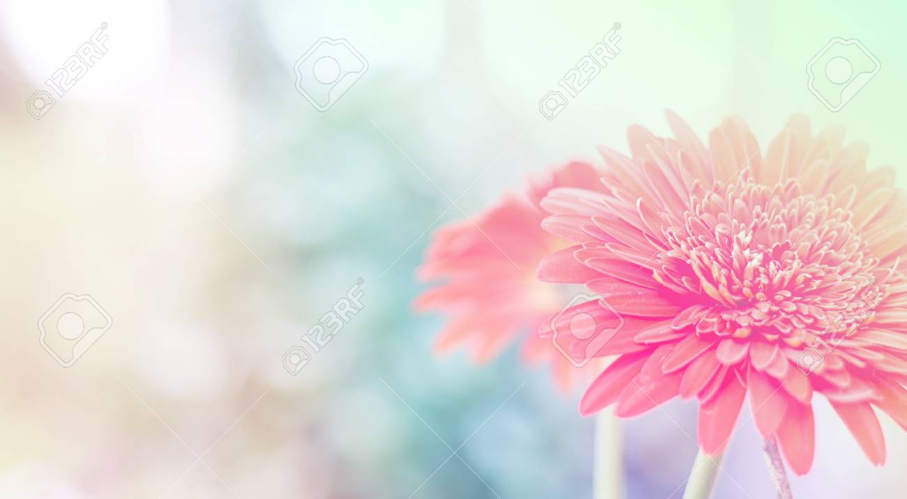 Detail Soft Background Flower Nomer 10
