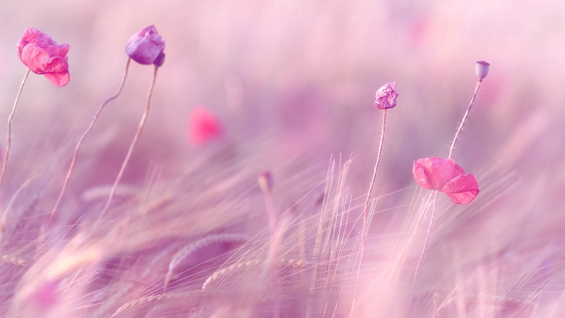 Detail Soft Background Hd Nomer 33
