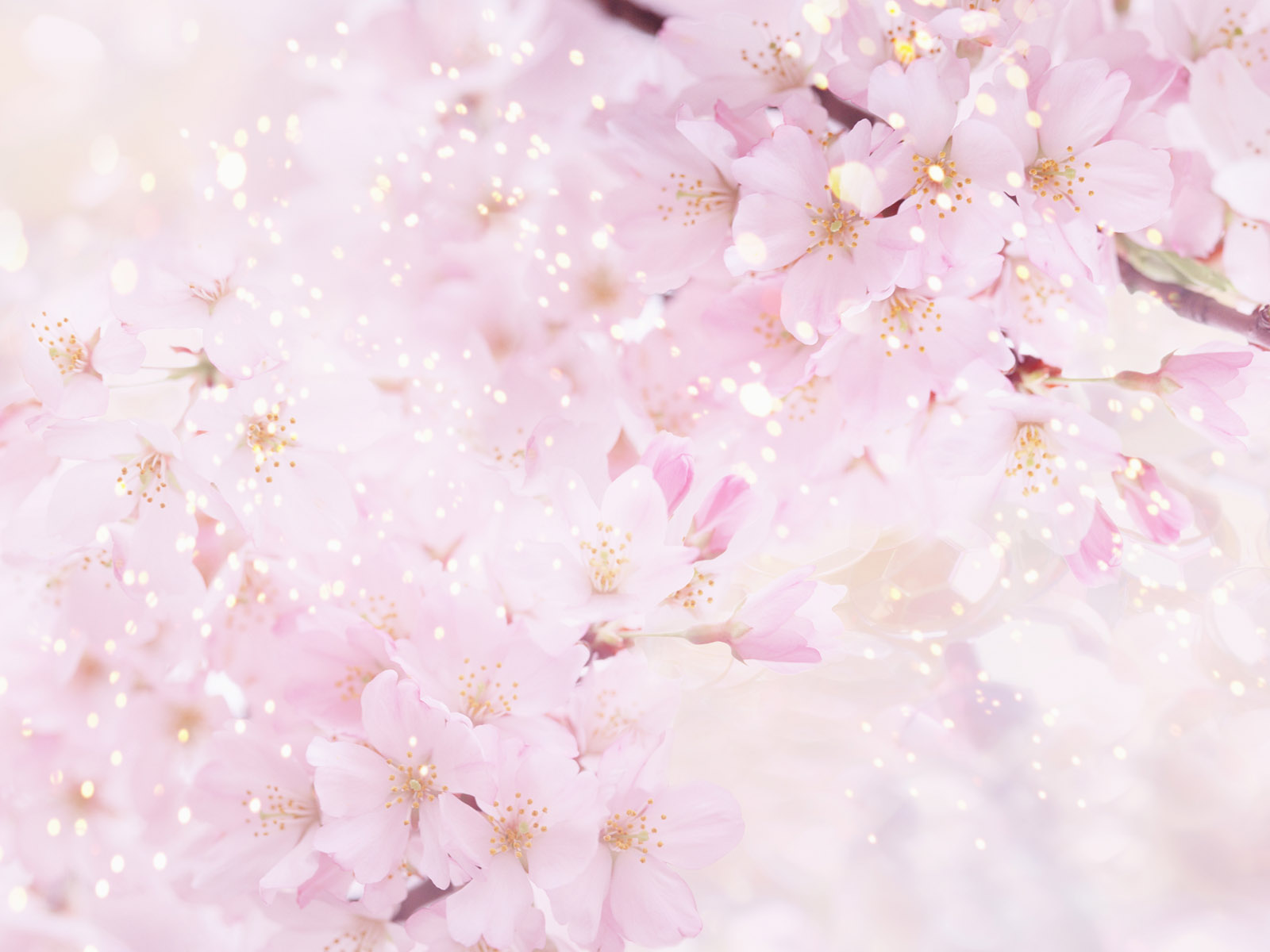 Detail Soft Flower Background Nomer 13