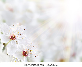 Detail Soft Flower Background Nomer 39