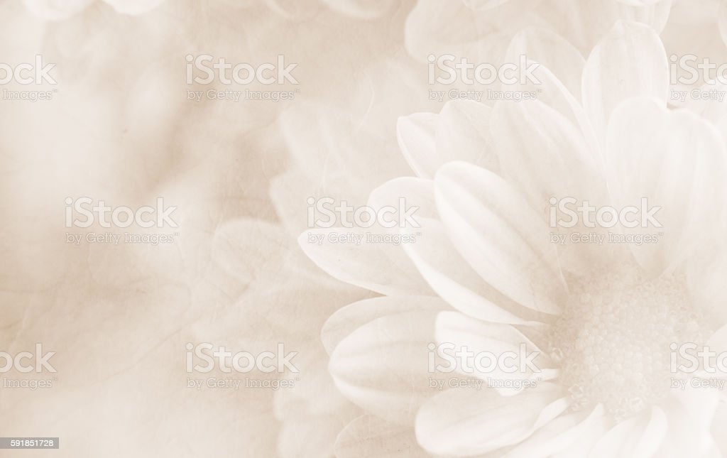 Detail Soft Flower Background Nomer 54