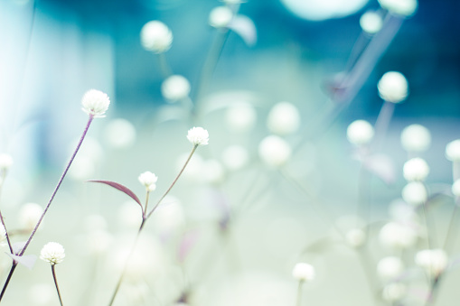 Detail Soft Flower Background Nomer 8