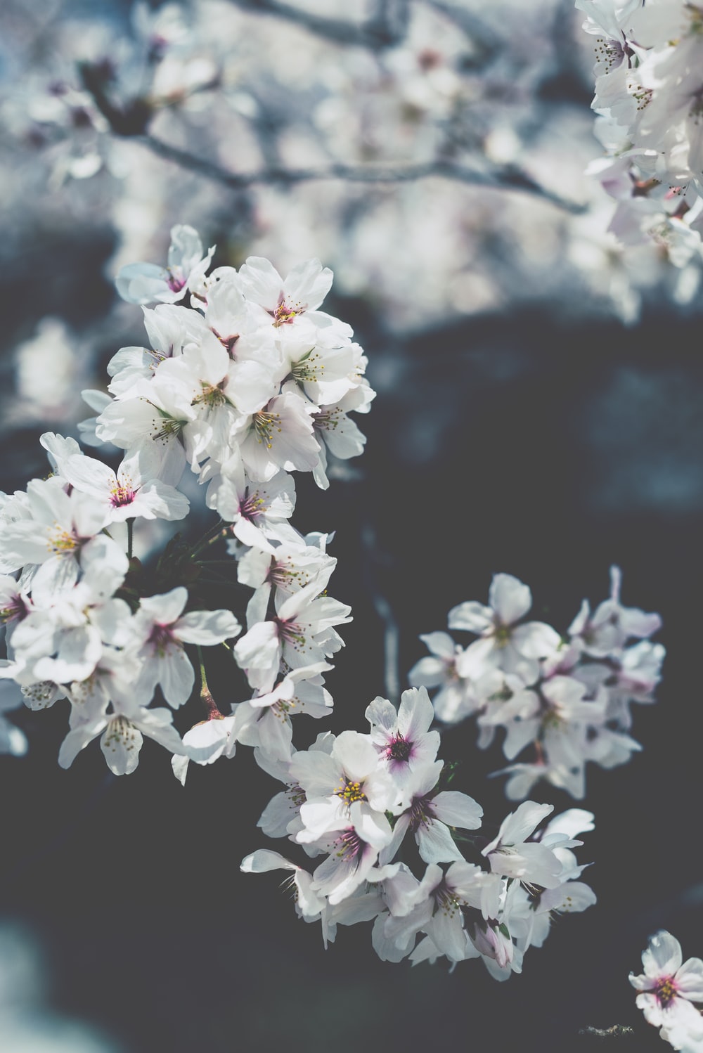 Detail Soft Flower Wallpaper Nomer 3