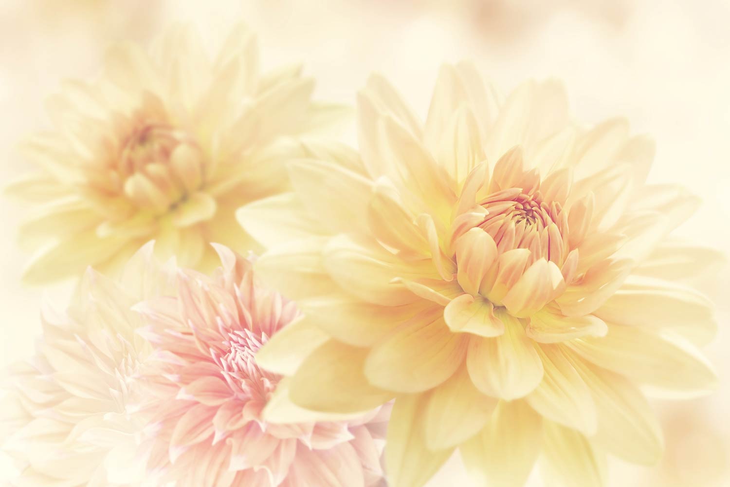 Detail Soft Flower Wallpaper Nomer 8