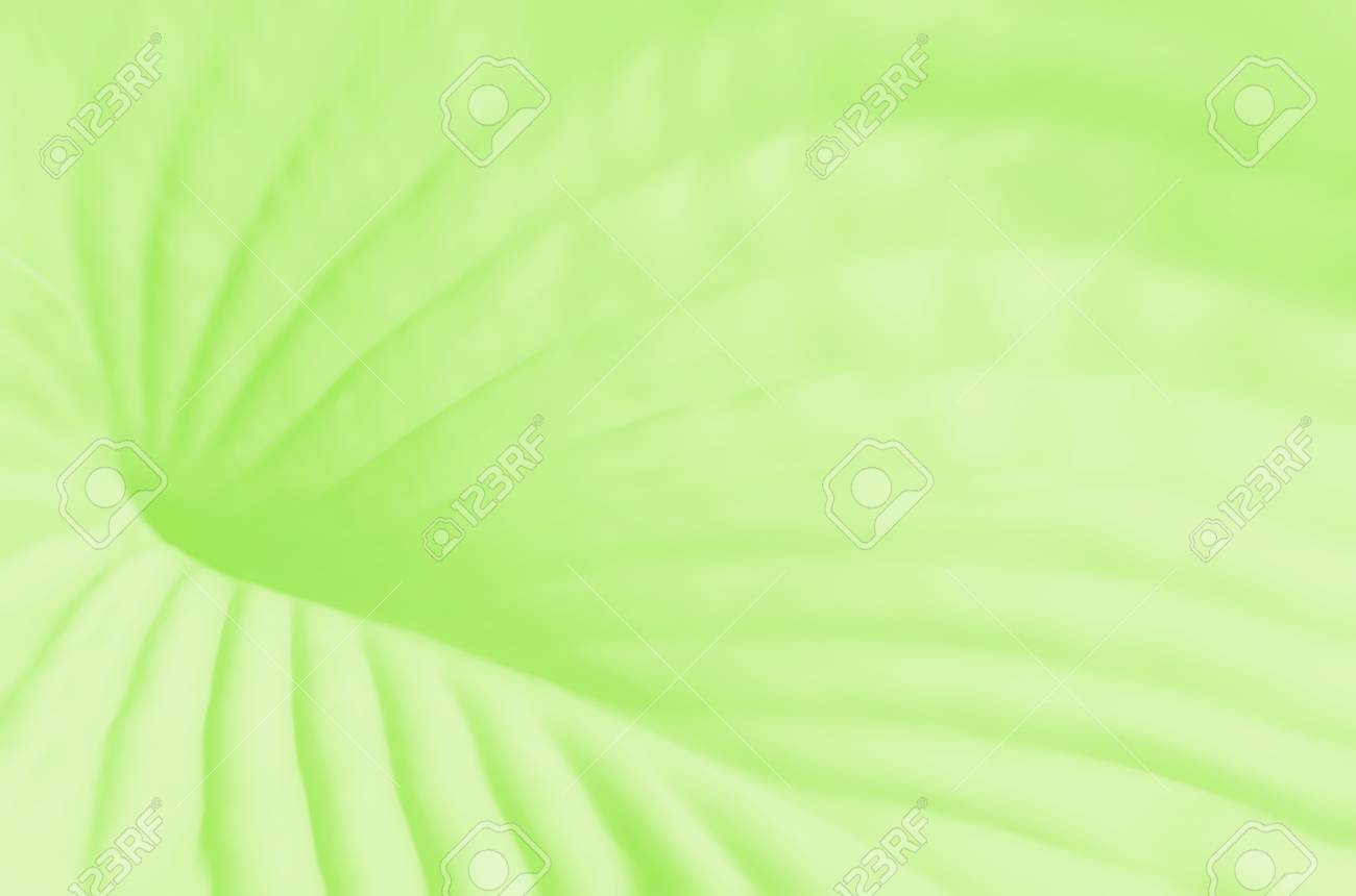 Detail Soft Green Background Nomer 51