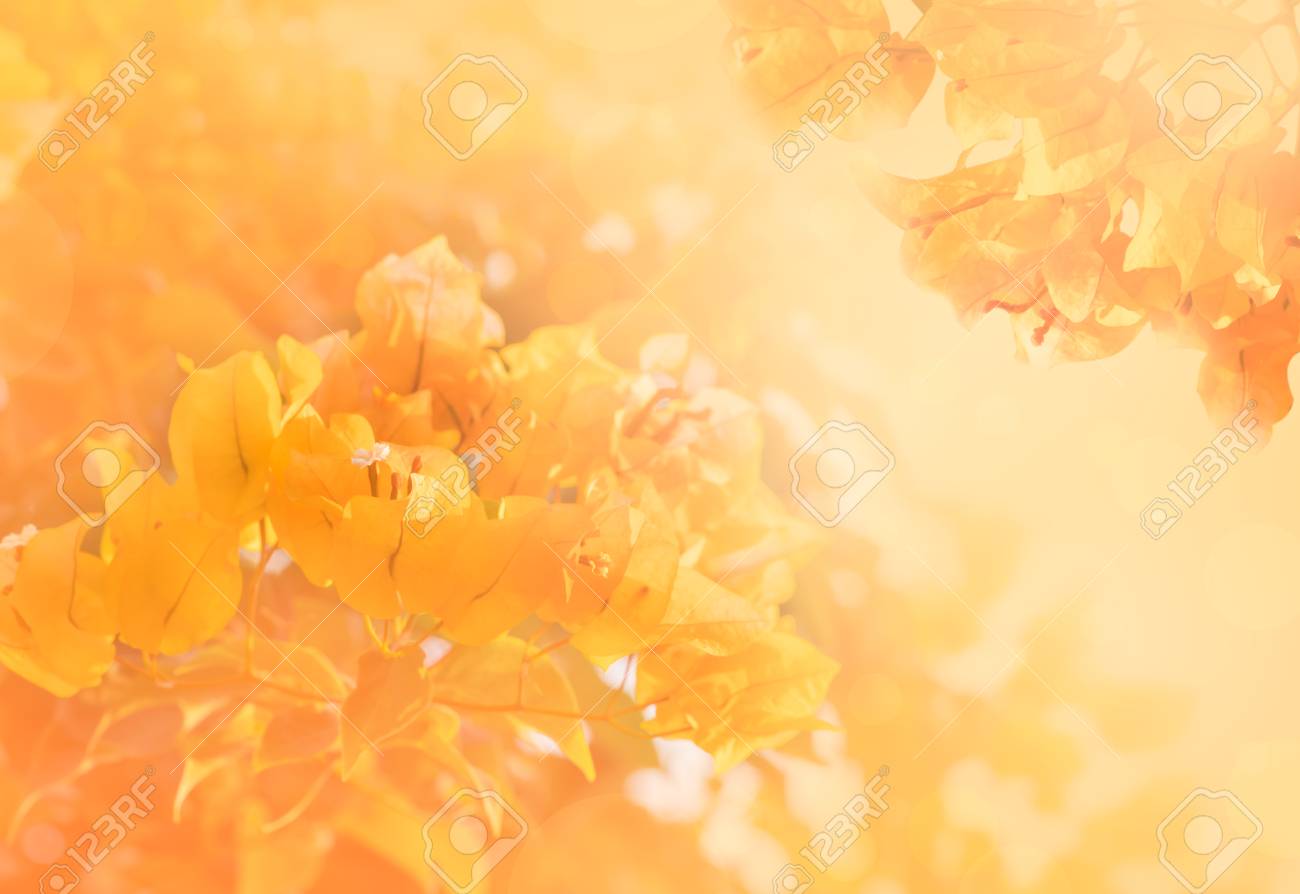 Detail Soft Orange Background Nomer 30