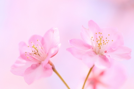 Detail Soft Pink Background Nomer 45