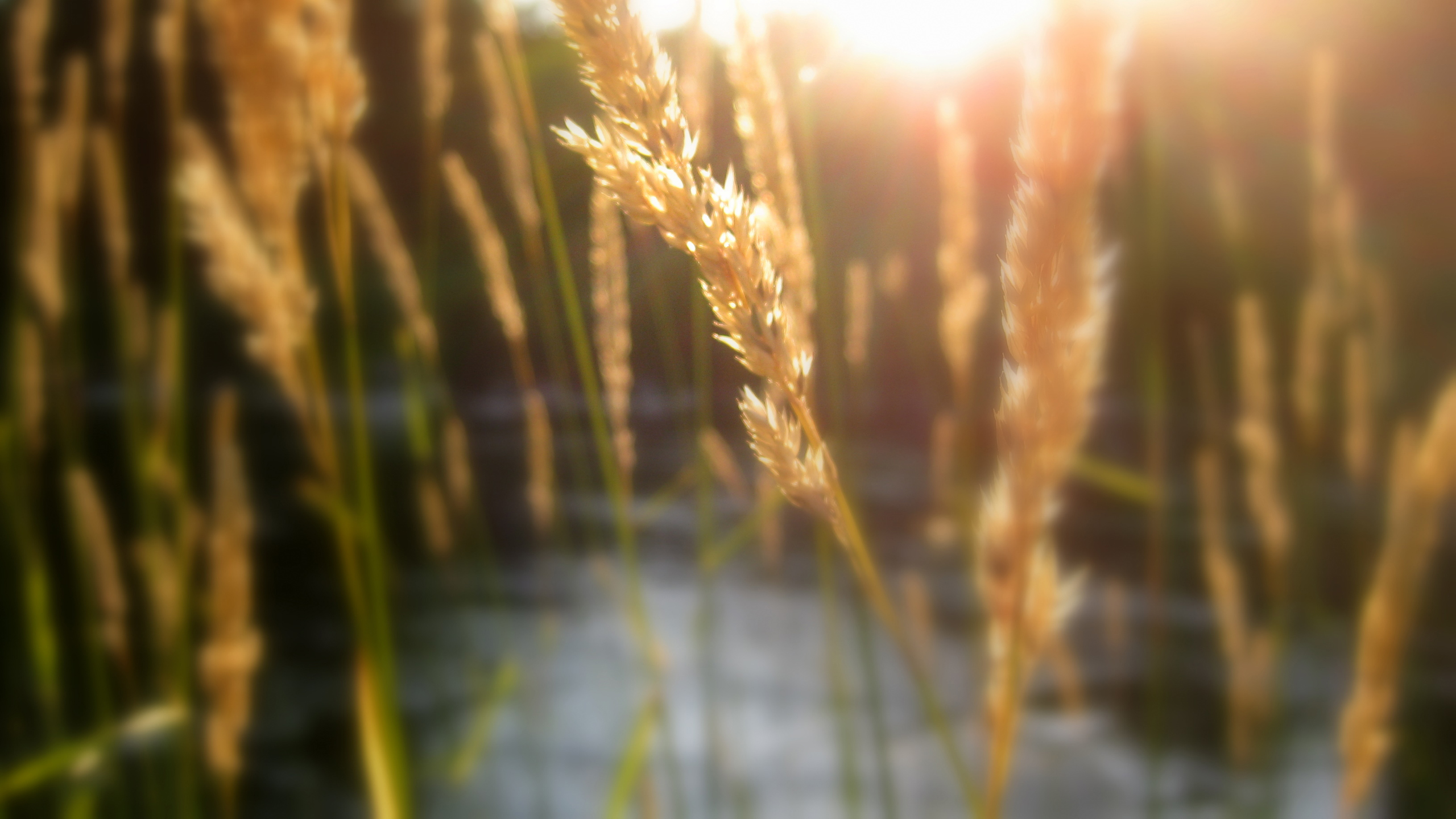 Detail Soft Wallpaper Hd Nomer 44
