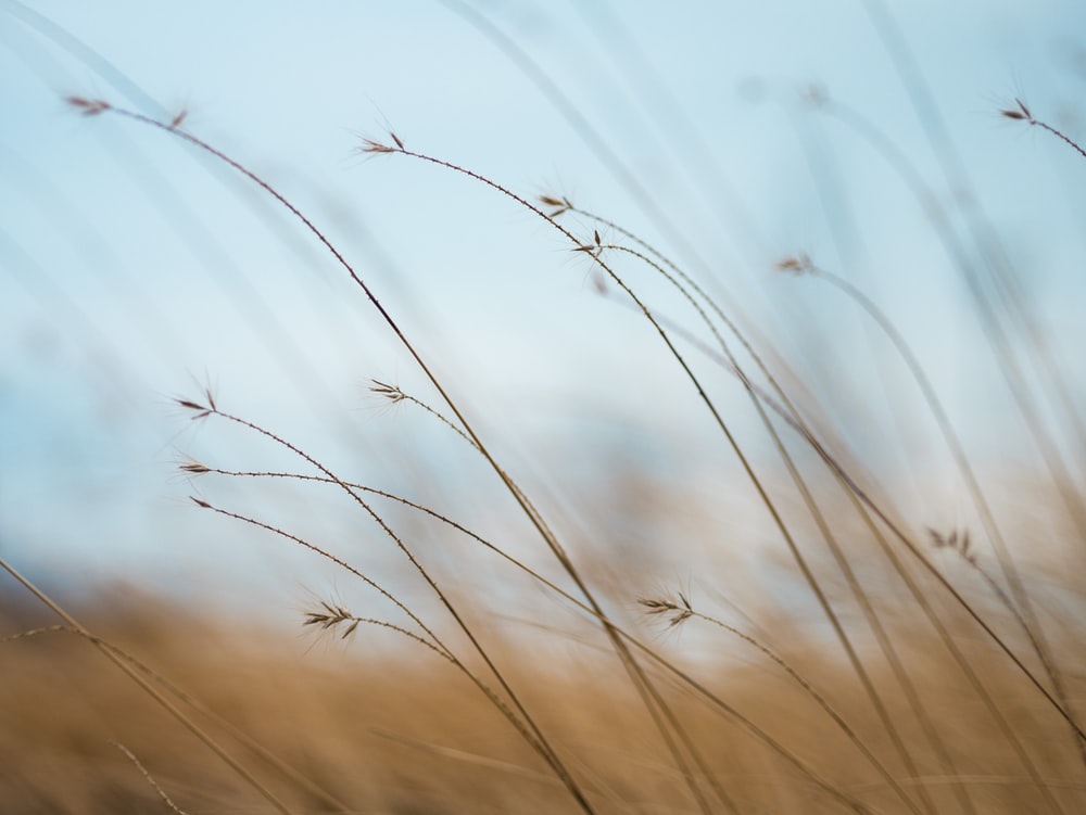 Detail Soft Wallpaper Hd Nomer 8