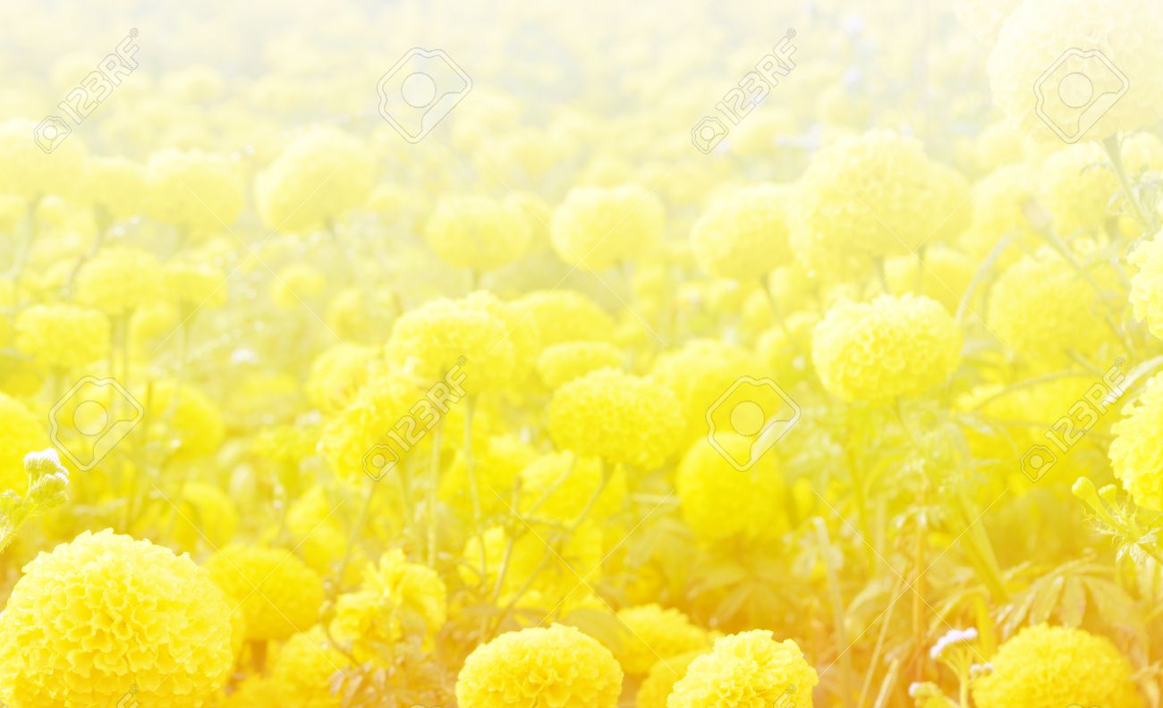 Detail Soft Yellow Background Nomer 46