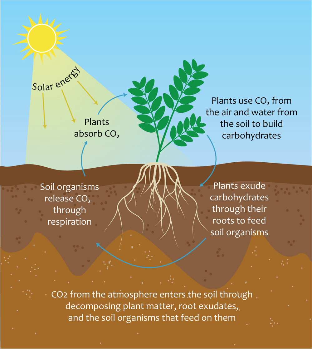 Detail Soil Images Nomer 38