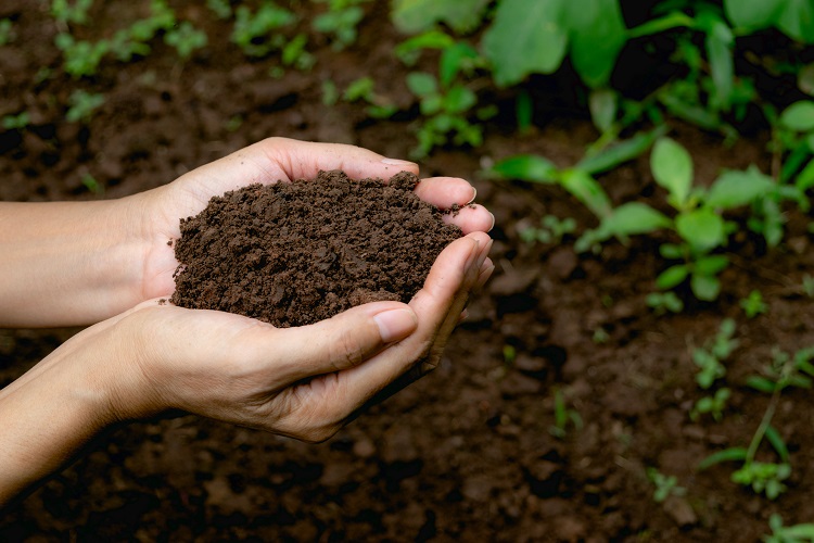 Detail Soil Images Nomer 5