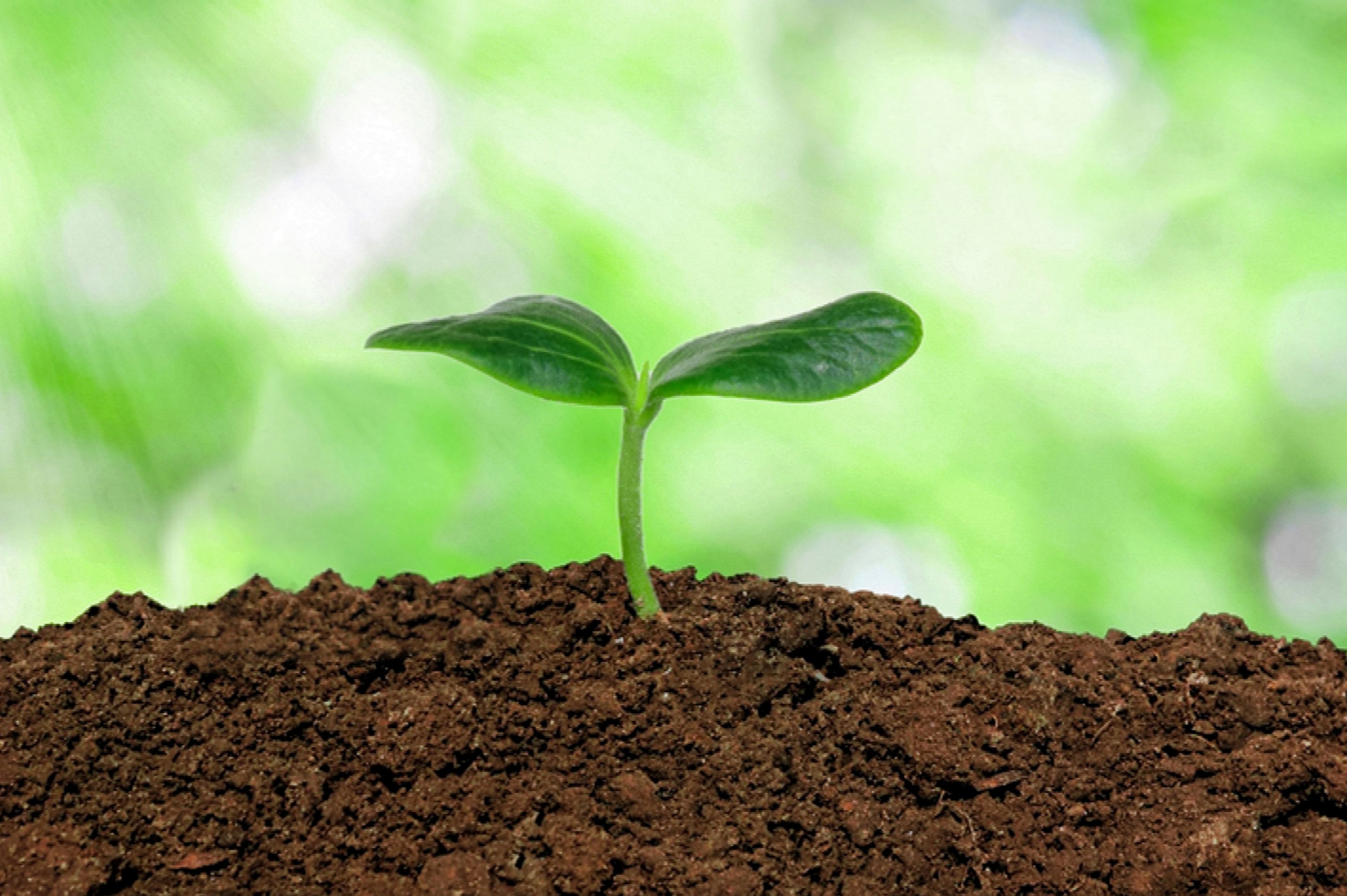 Soil Pic - KibrisPDR