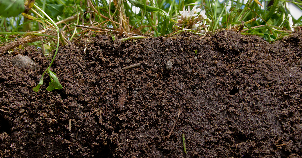 Detail Soil Pic Nomer 7