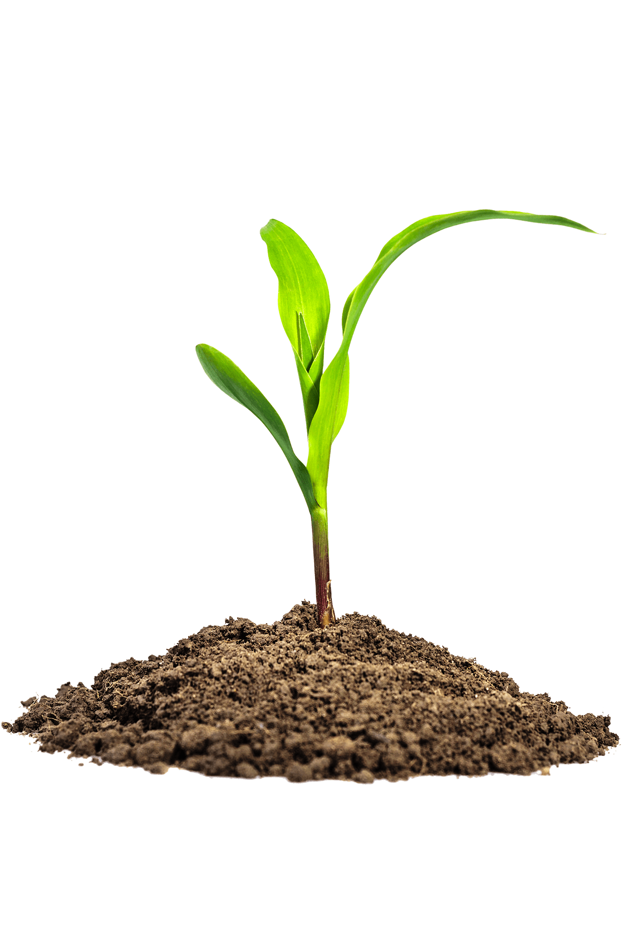 Detail Soil Png Nomer 40