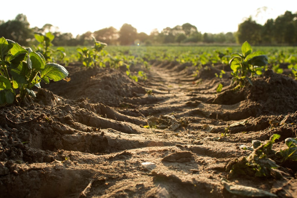 Soil Wallpaper - KibrisPDR