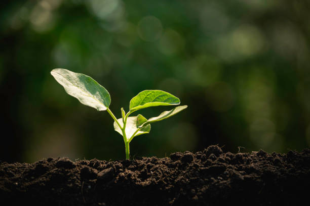 Detail Soil Wallpaper Nomer 24