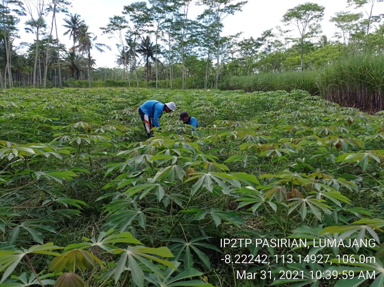 Detail Sop Singkong Kebun Sayur Nomer 33