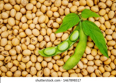 Soy Bean Image - KibrisPDR