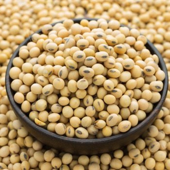 Detail Soy Bean Image Nomer 18