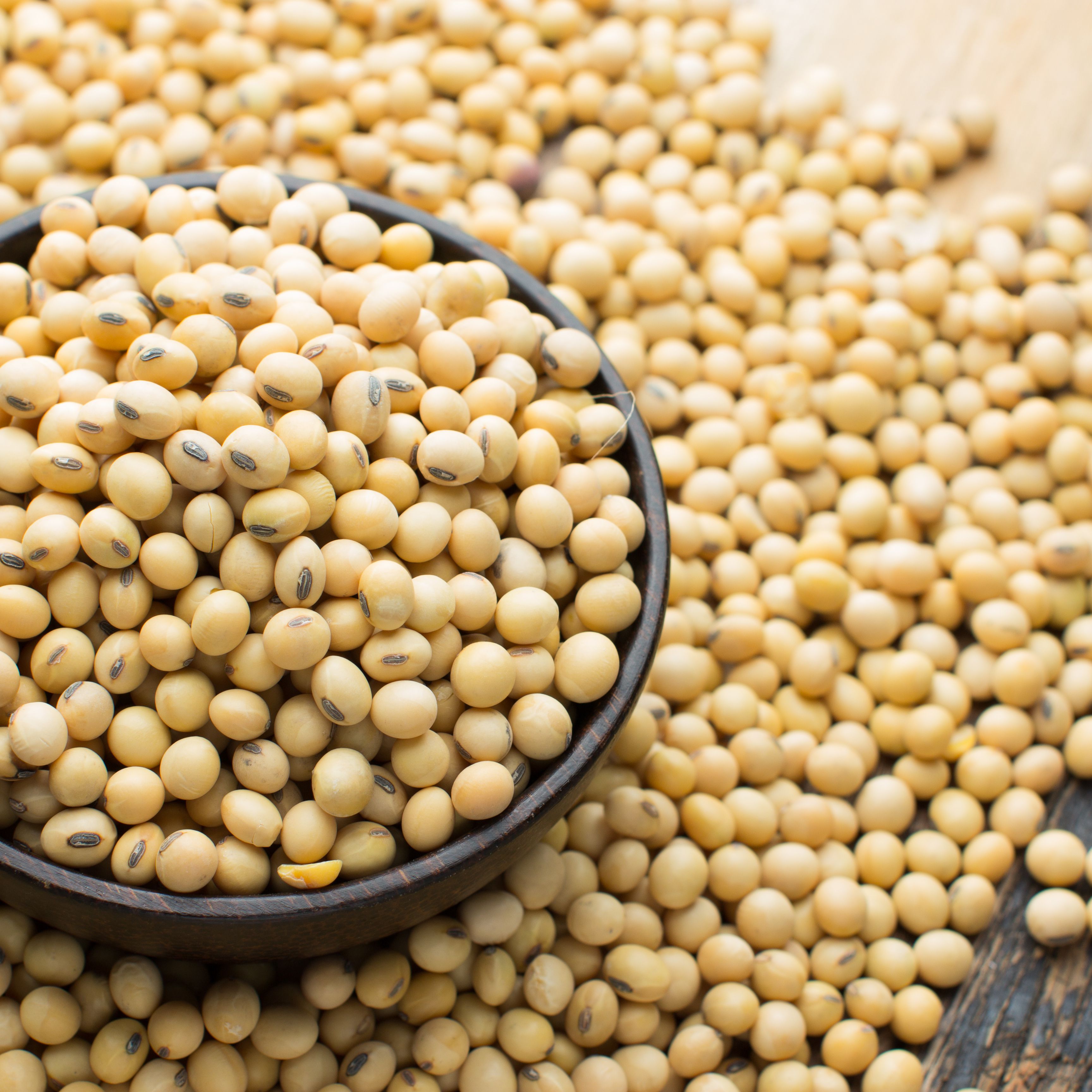Detail Soy Bean Image Nomer 3