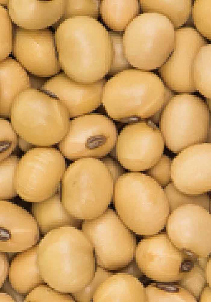 Detail Soy Bean Image Nomer 25