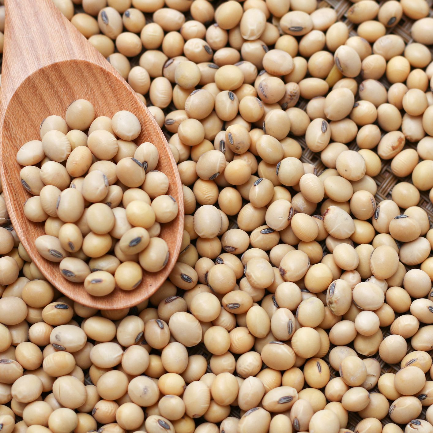 Detail Soy Bean Image Nomer 4