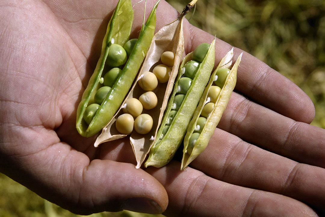 Detail Soy Bean Image Nomer 26