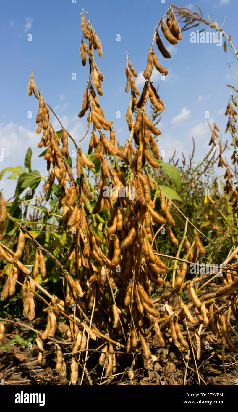 Detail Soy Bean Image Nomer 27
