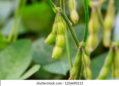 Detail Soy Bean Image Nomer 29