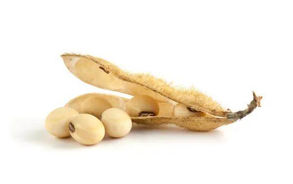 Detail Soy Bean Image Nomer 31