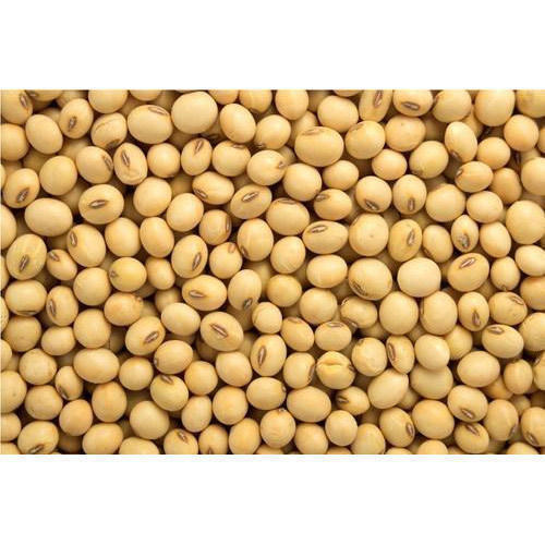 Detail Soy Bean Image Nomer 34