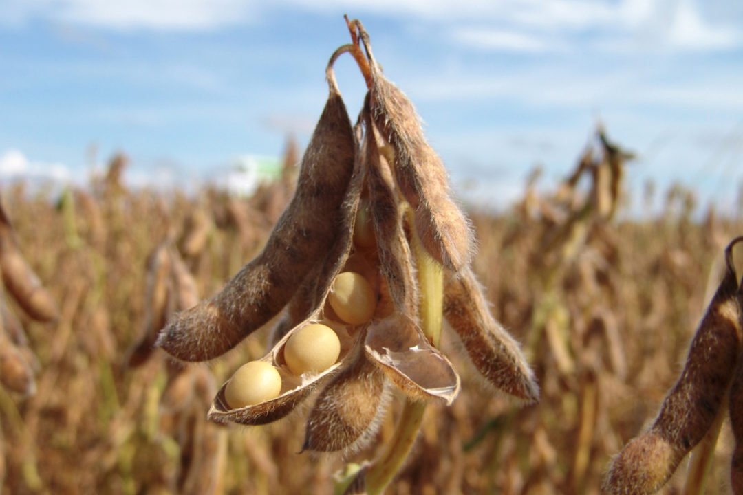 Detail Soy Bean Image Nomer 35