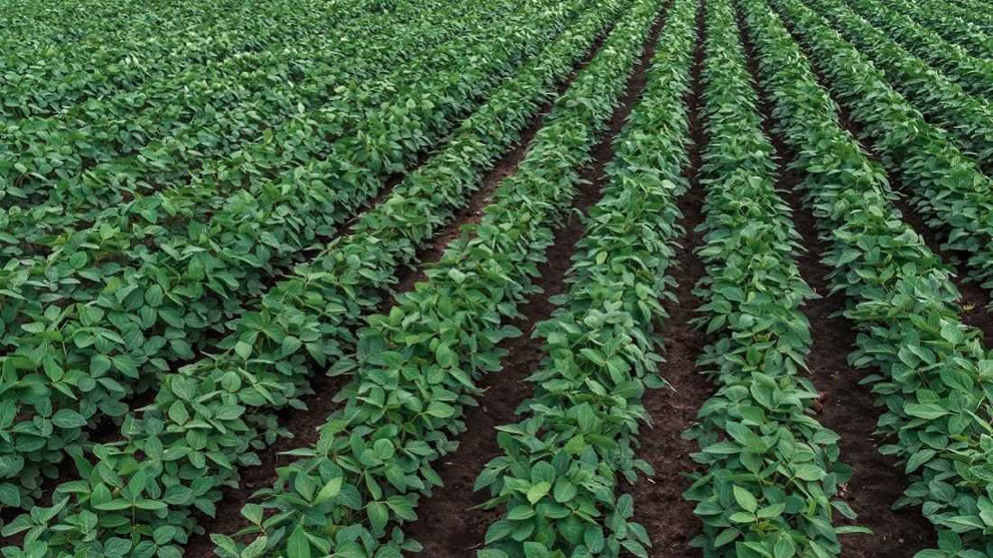 Detail Soy Bean Image Nomer 37