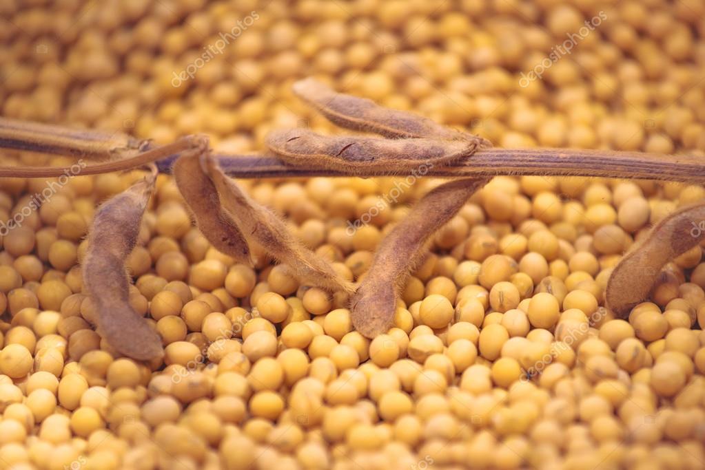 Detail Soy Bean Image Nomer 39