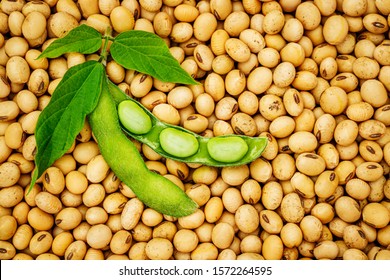 Detail Soy Bean Image Nomer 40