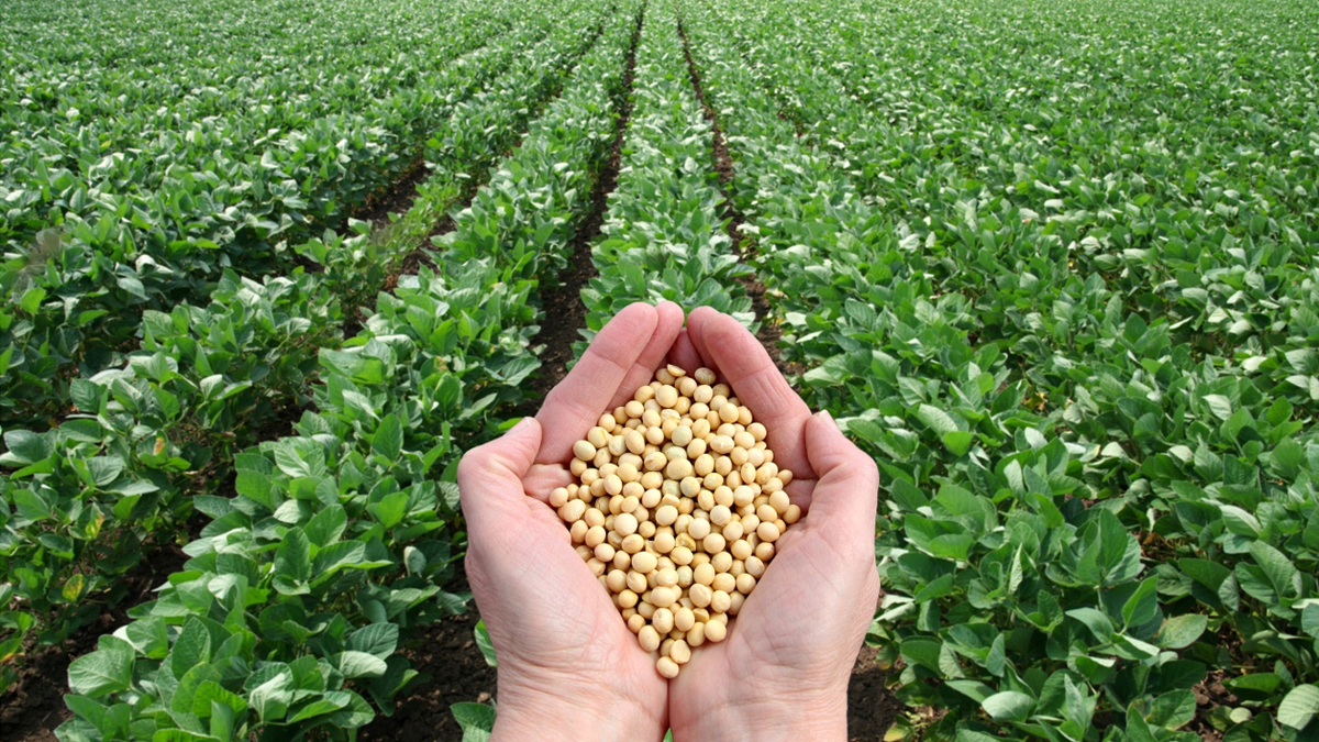 Detail Soy Bean Image Nomer 6