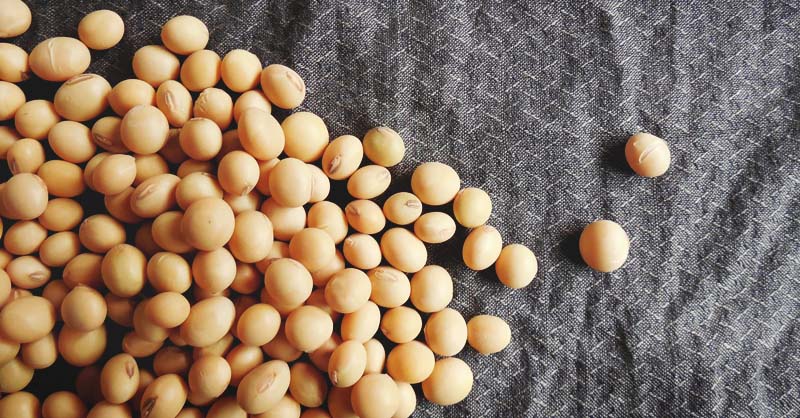Detail Soy Bean Image Nomer 44