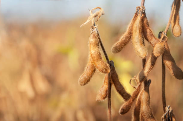 Detail Soy Bean Image Nomer 45