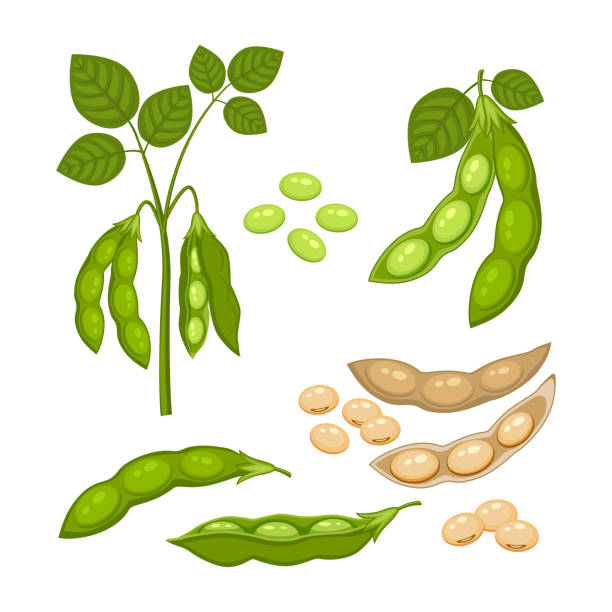 Detail Soy Bean Image Nomer 46