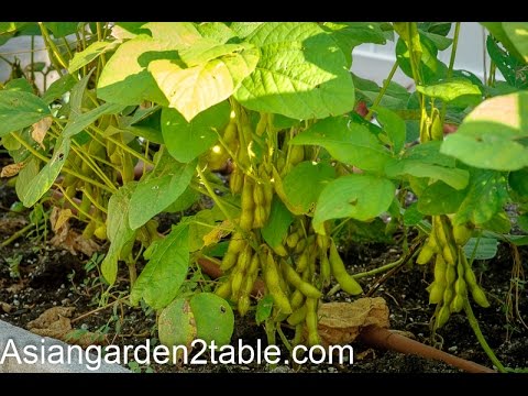 Detail Soy Bean Image Nomer 47