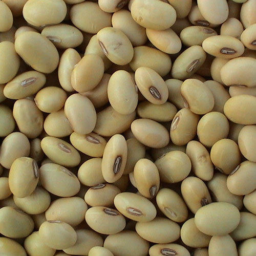 Detail Soya Bean Images Nomer 12