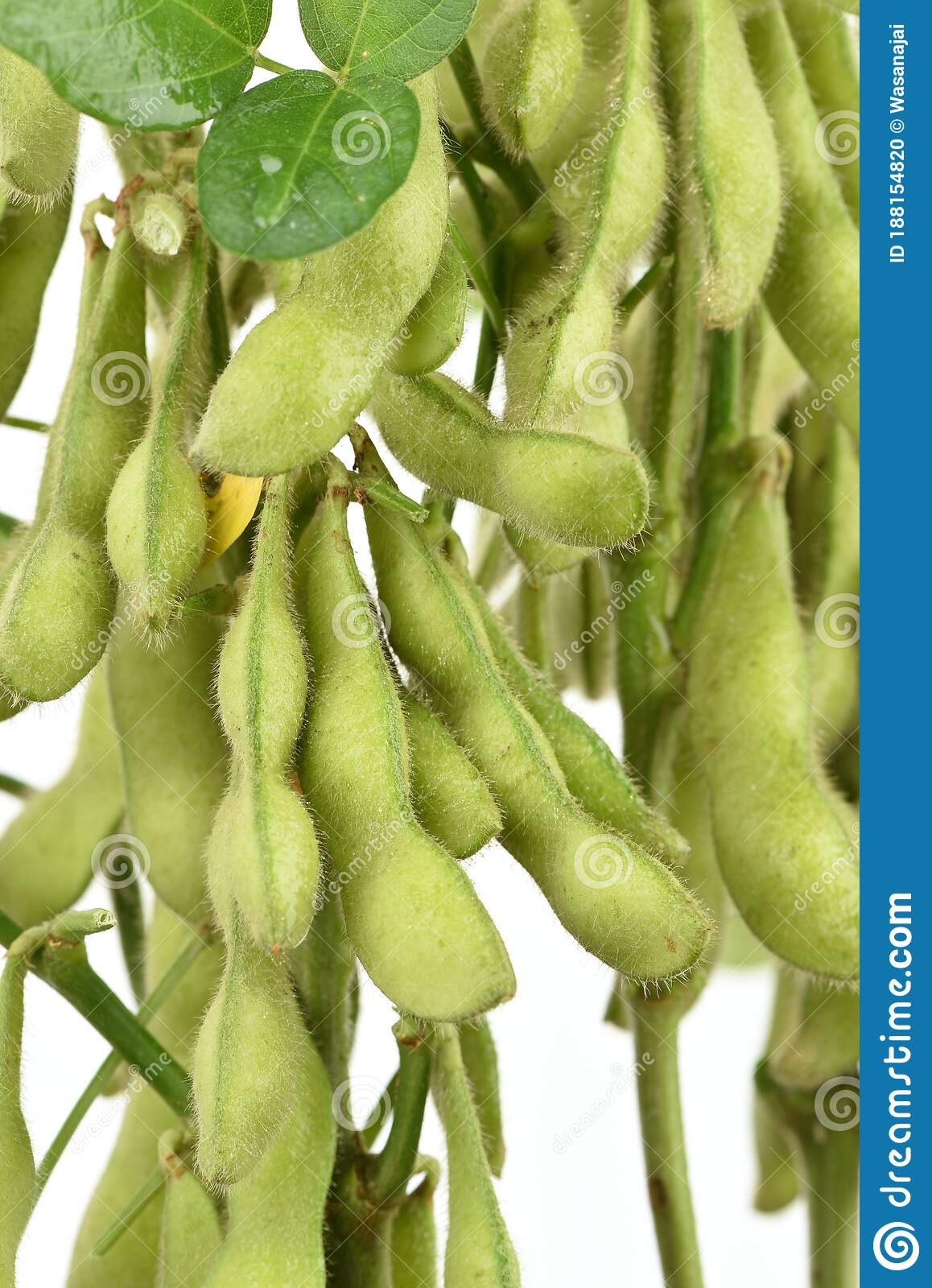 Detail Soya Bean Images Nomer 13