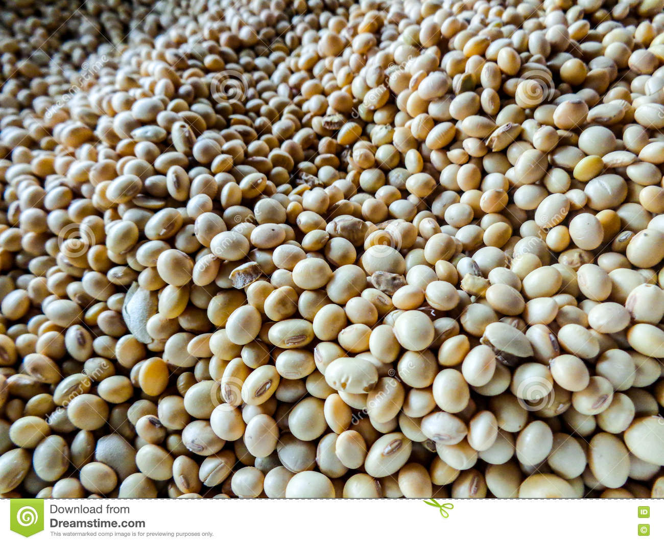 Detail Soya Bean Images Nomer 29