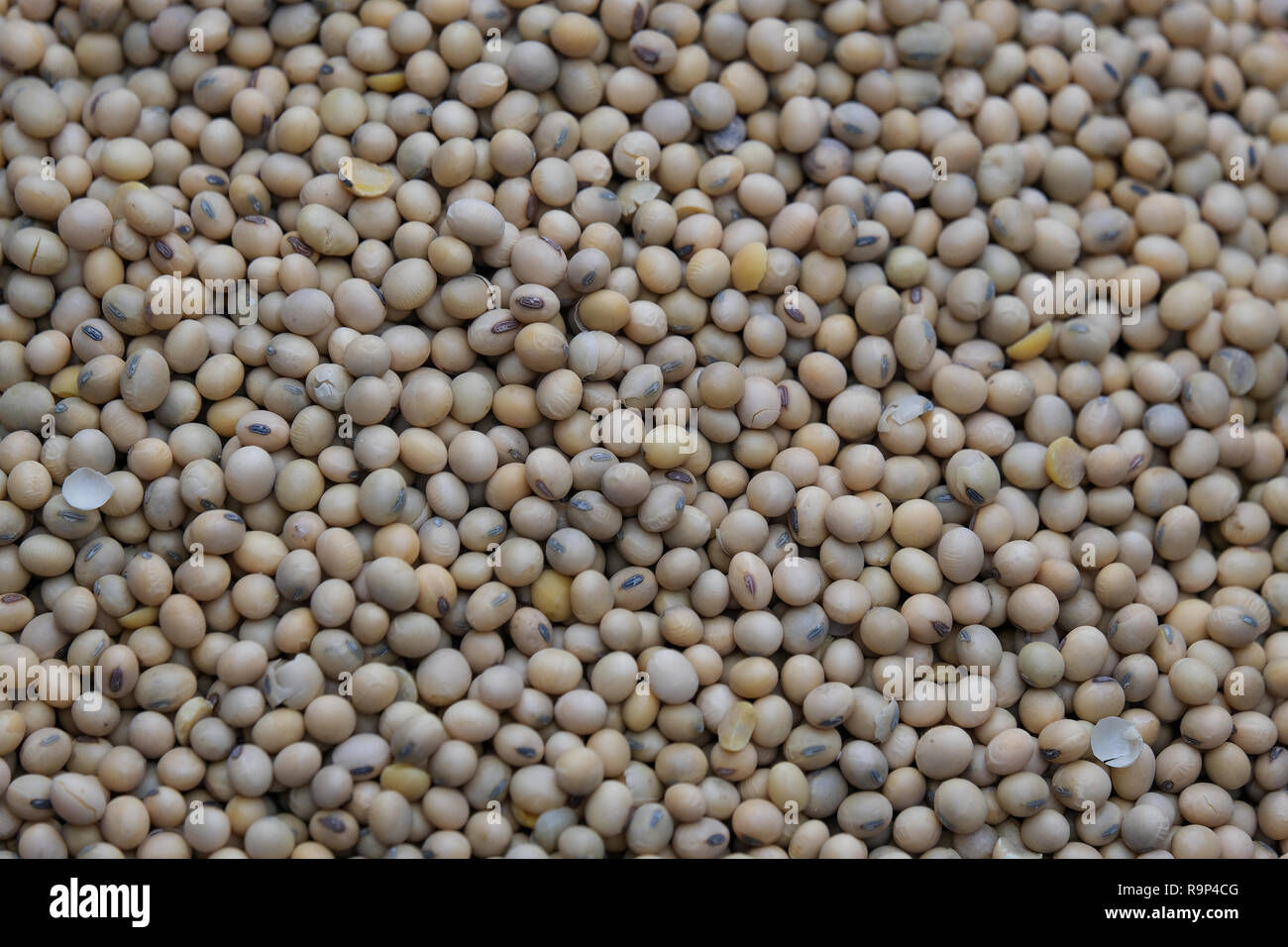 Detail Soya Bean Images Nomer 48