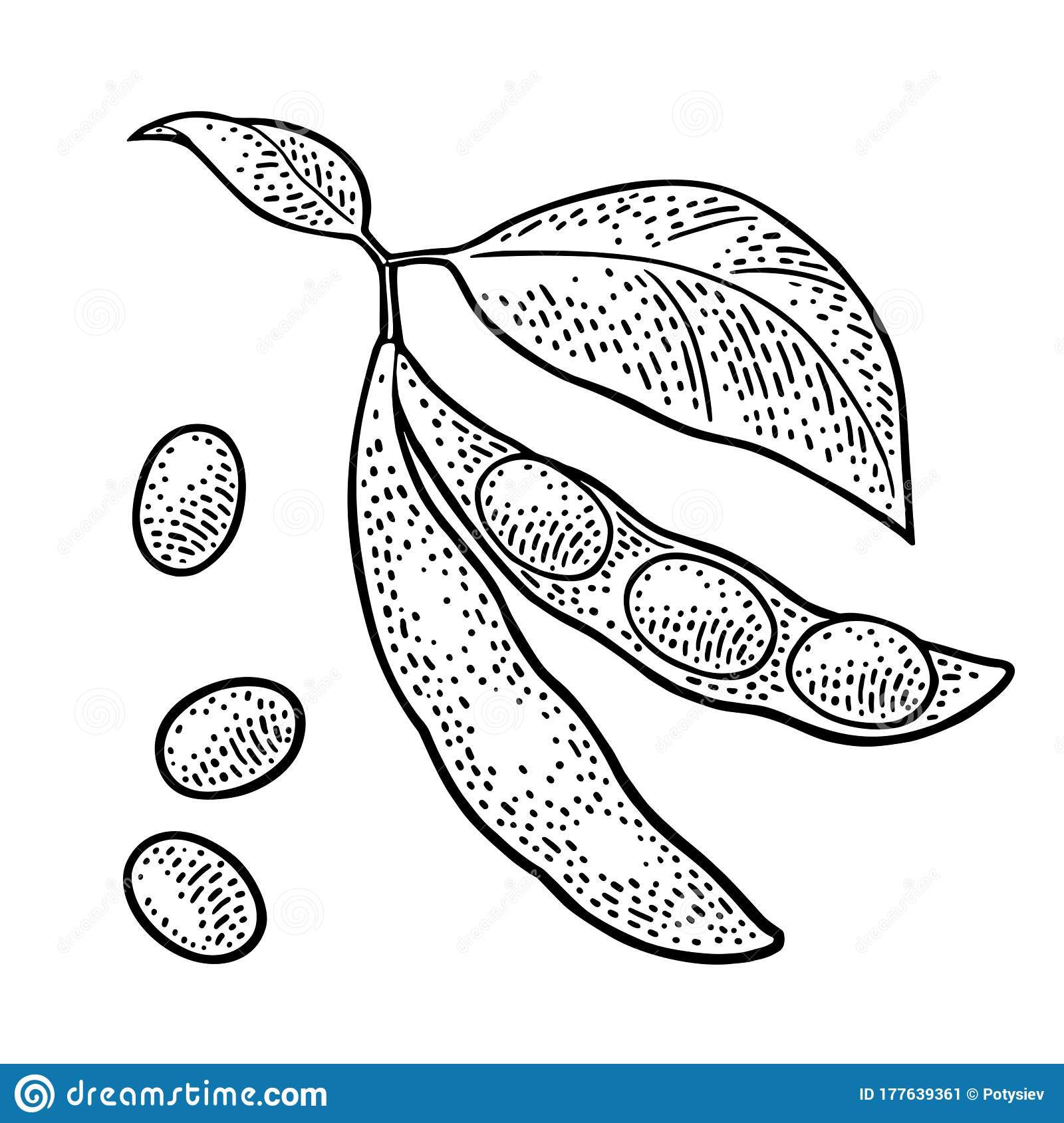 Detail Soybean Clipart Nomer 31