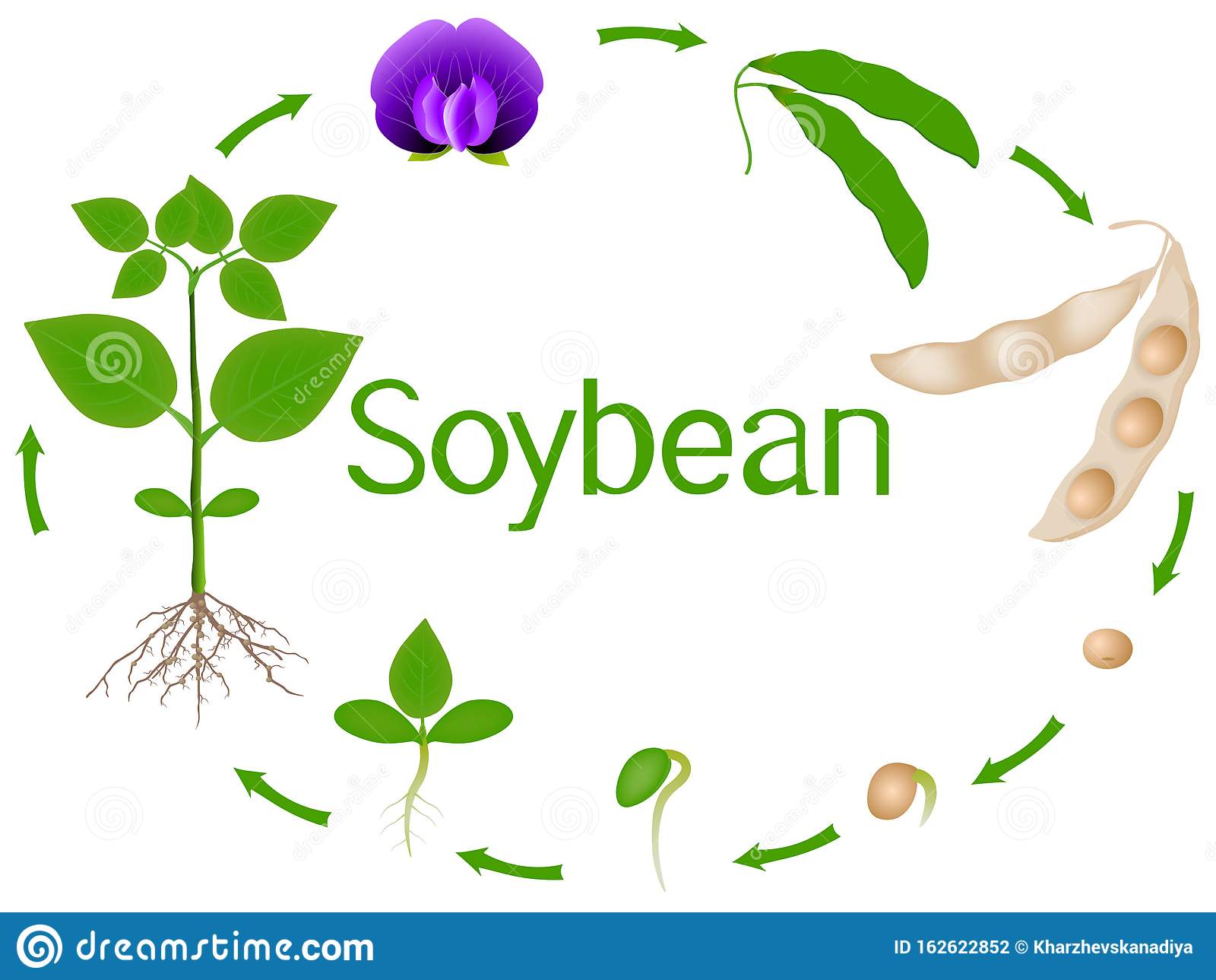 Detail Soybean Clipart Nomer 48