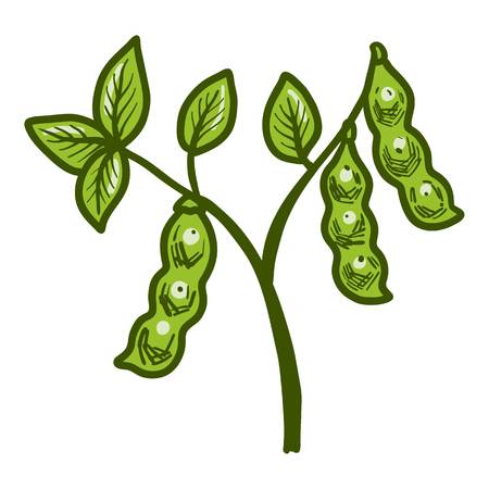 Detail Soybean Clipart Nomer 7